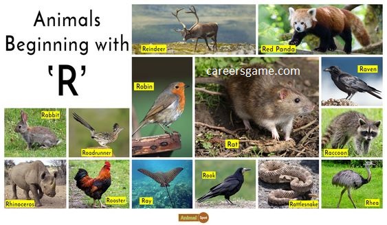 The animal kingdom is vast and diverse, filled with fascinating creatures that inhabit various ecosystems around "animals that start with r"