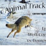 Coyote tracking is more than just a pastime; it’s an intricate dance between nature and observer, a means of"coyote tracking"