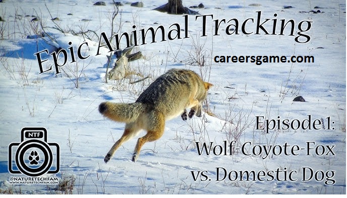 Coyote tracking is more than just a pastime; it’s an intricate dance between nature and observer, a means of"coyote tracking"